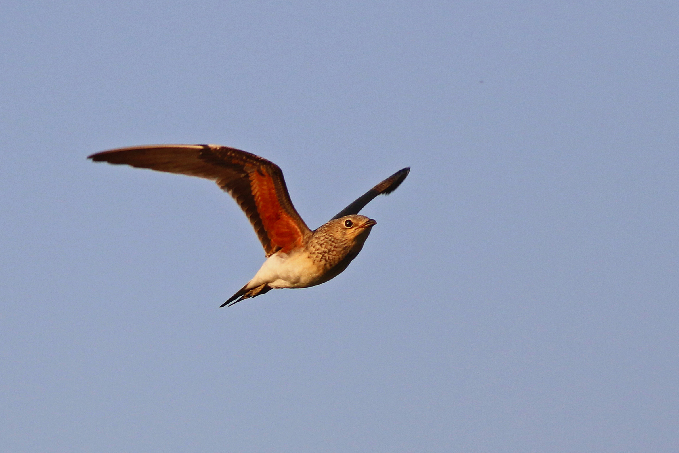 Collared Pratincole — Ana fotoğraf